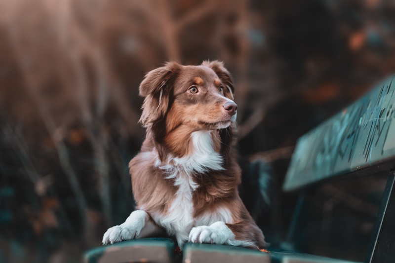 <a href="https://ru.freepik.com/free-photo/portrait-of-a-beautiful-brown-and-white-domestic-australian-shepherd-dog-posing-in-nature-at-sunset_29505827.htm#query=%D1%81%D0%BE%D0%B1%D0%B0%D0%BA%D0%B8&position=31&from_view=search&track=sph">Изображение от wirestock</a> на Freepik